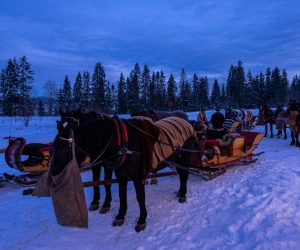 Koniki odpoczywają